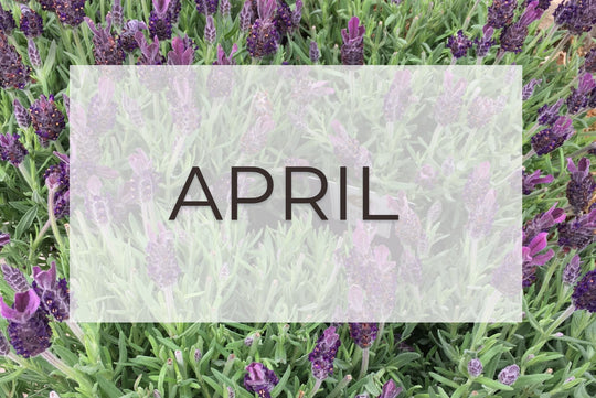 April- Plant of The Month and Top Five Gardening Tips