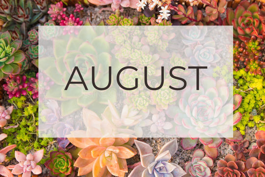 August- Plant Of The Month and Top Five Gardening Tips