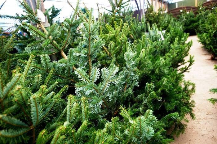 Oh Christmas Tree, Oh Christmas Tree...