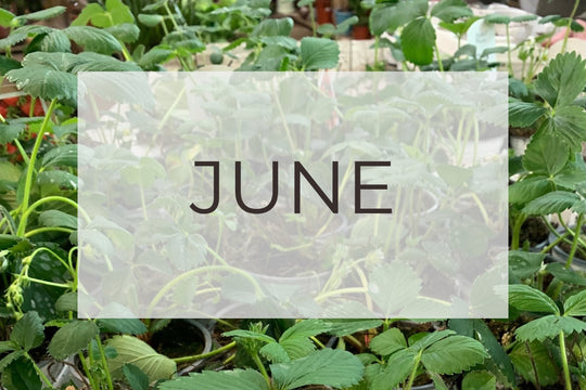 June -Plant Of The Month and Top Five Gardening Tips