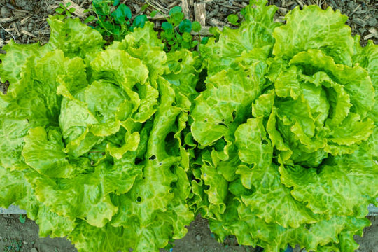 How To Grow Salads