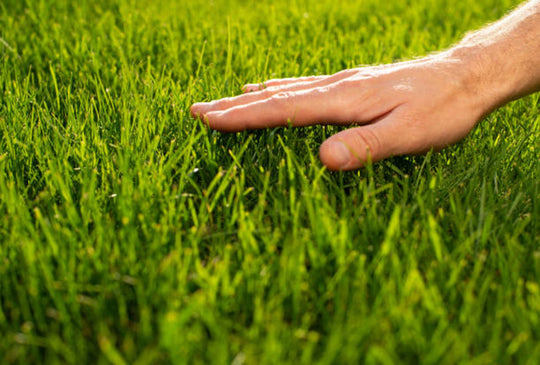 5 Things To Do With Your Lawn Cuttings
