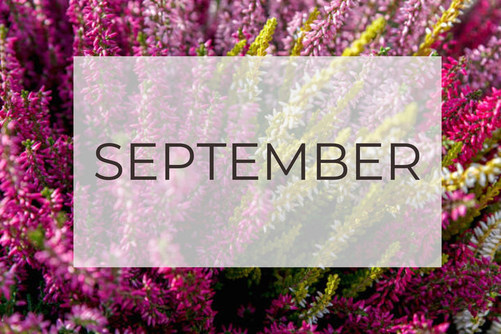 September- Plant Of The Month and Top Five Gardening Tips